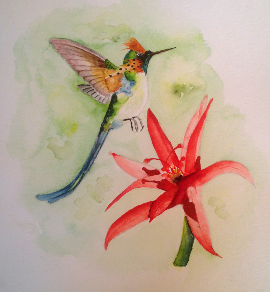 Kolibri