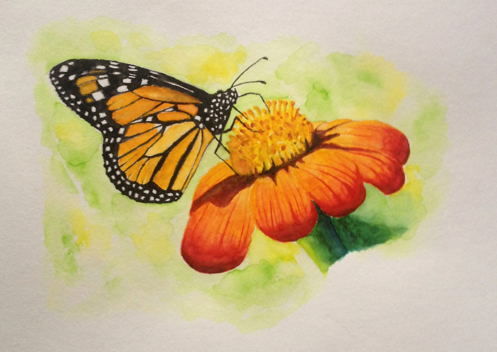 Schmetterling auf Blüte 