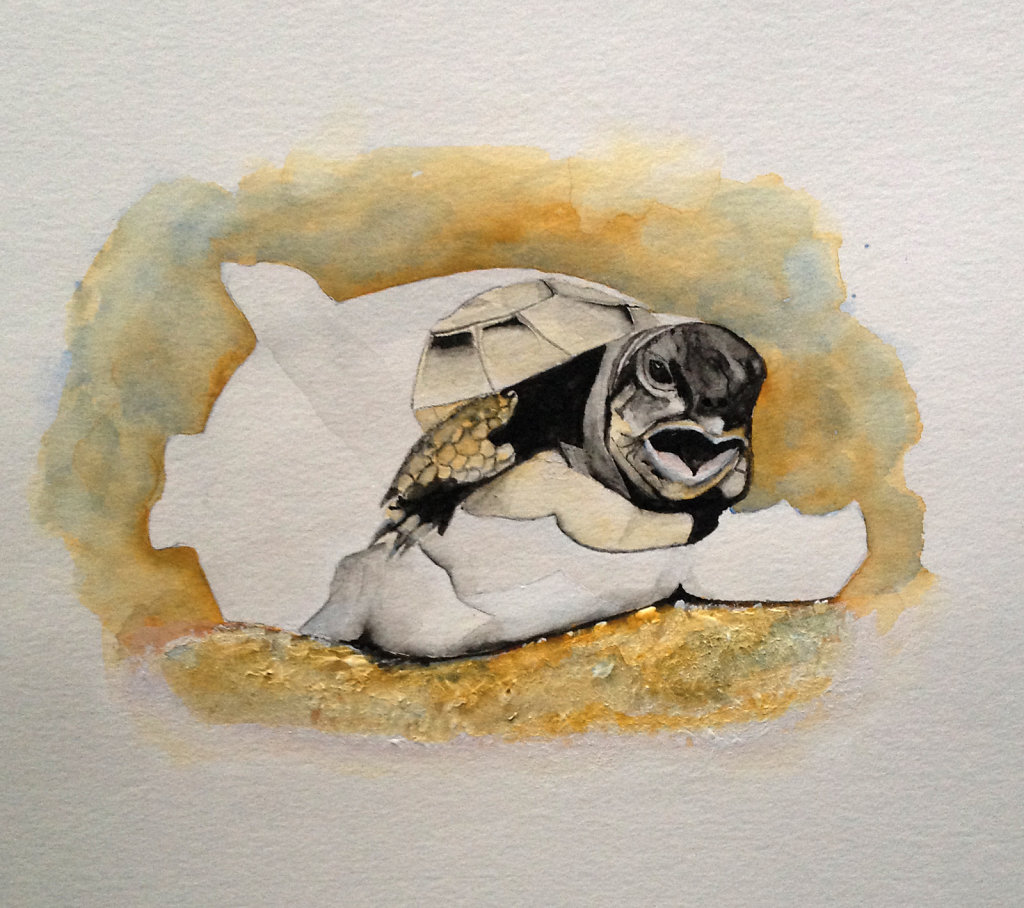 Schildkrötenbaby